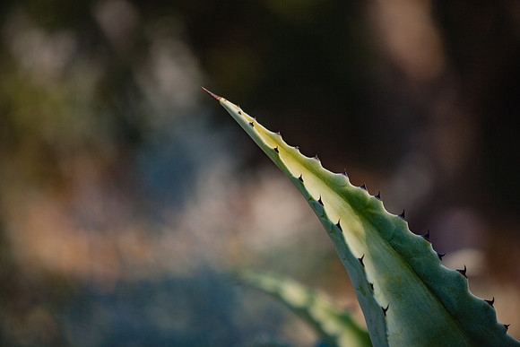 20071230_California_ZV4N4148