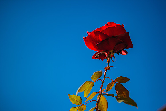 20071230_California_ZV4N4090