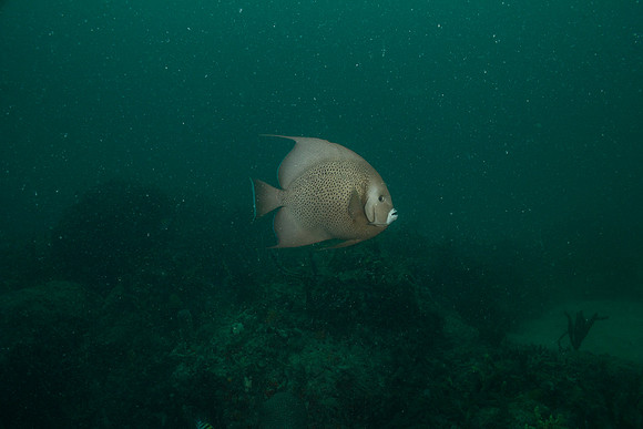 20140718_23_21_0__Oliver_Dive_20140718_OR_DA_IMG_6510