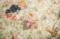 20140718_21_30_54__Oliver_Dive_20140718_OR_DA_IMG_6439