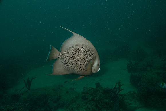 20140718_23_21_6__Oliver_Dive_20140718_OR_DA_IMG_6511