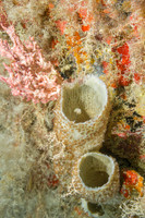 20140718_21_32_13__Oliver_Dive_20140718_OR_DA_IMG_6440