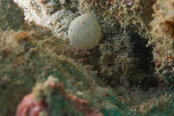 20140718_23_11_16__Oliver_Dive_20140718_OR_DA_IMG_6488