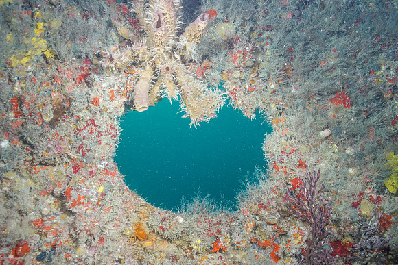 20140718_21_35_4__Oliver_Dive_20140718_OR_DA_IMG_6444