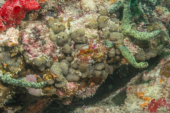 20140718_23_25_7__Oliver_Dive_20140718_OR_DA_IMG_6515