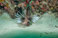 20140718_22_41_48__Oliver_Dive_20140718_OR_DA_IMG_6456