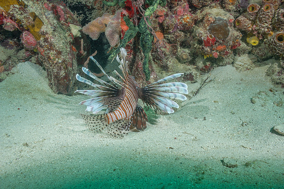 20140718_22_41_48__Oliver_Dive_20140718_OR_DA_IMG_6456