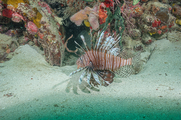 20140718_22_41_57__Oliver_Dive_20140718_OR_DA_IMG_6457