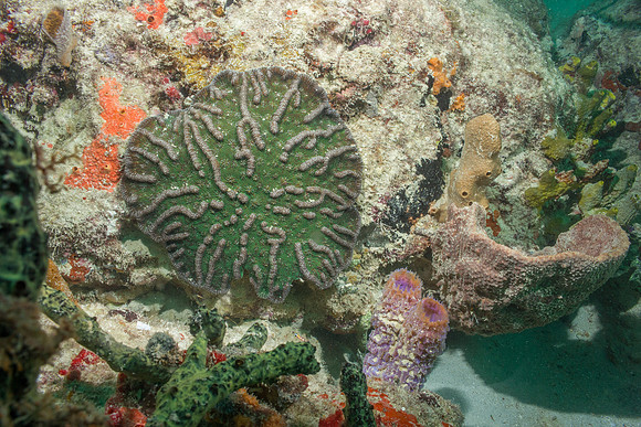 20140718_23_16_1__Oliver_Dive_20140718_OR_DA_IMG_6501