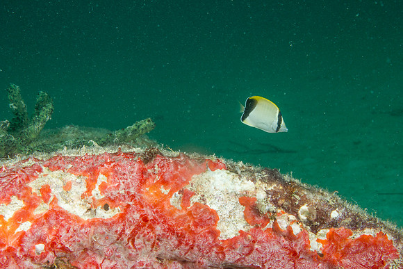 20140718_23_6_40__Oliver_Dive_20140718_OR_DA_IMG_6487