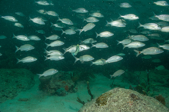 20140718_23_19_59__Oliver_Dive_20140718_OR_DA_IMG_6509