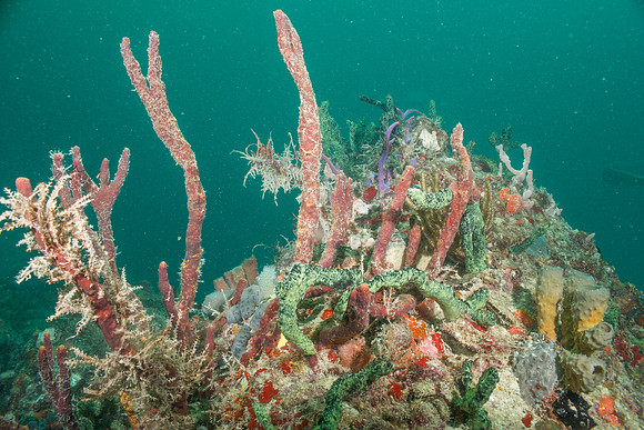 20140718_22_50_41__Oliver_Dive_20140718_OR_DA_IMG_6463