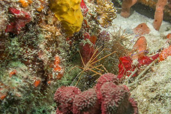 20140718_23_14_34__Oliver_Dive_20140718_OR_DA_IMG_6496