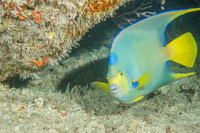 20140718_21_34_28__Oliver_Dive_20140718_OR_DA_IMG_6442