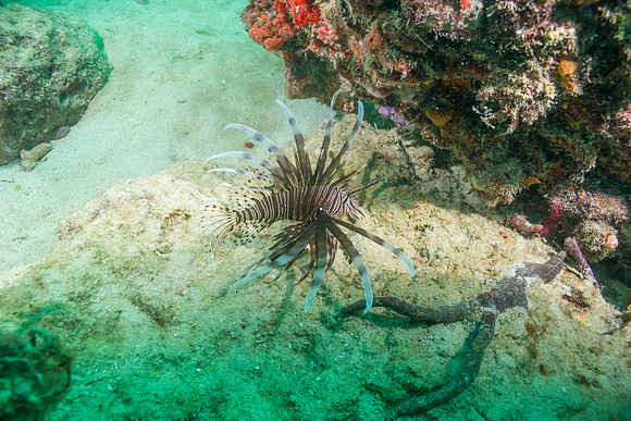 20140718_22_53_34__Oliver_Dive_20140718_OR_DA_IMG_6465