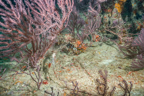20140718_21_41_29__Oliver_Dive_20140718_OR_DA_IMG_6452