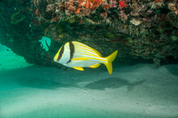 20140718_22_48_21__Oliver_Dive_20140718_OR_DA_IMG_6460