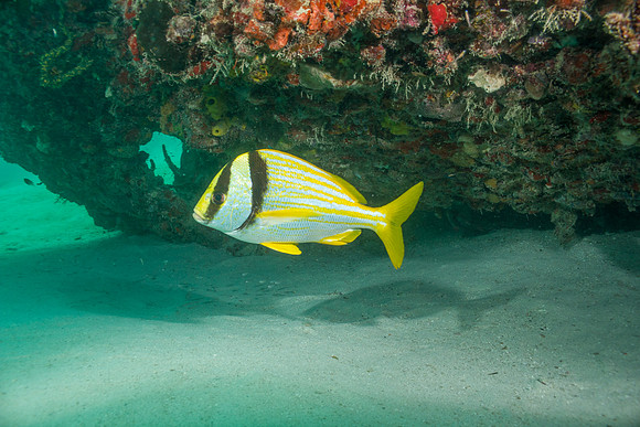20140718_22_48_21__Oliver_Dive_20140718_OR_DA_IMG_6460