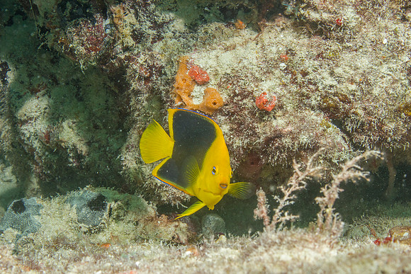 20140718_23_18_28__Oliver_Dive_20140718_OR_DA_IMG_6507