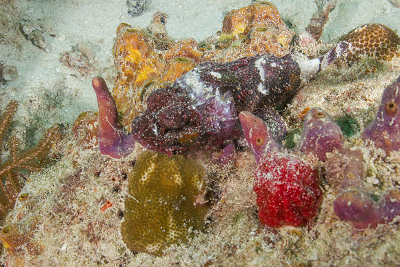 20140718_23_11_52__Oliver_Dive_20140718_OR_DA_IMG_6490