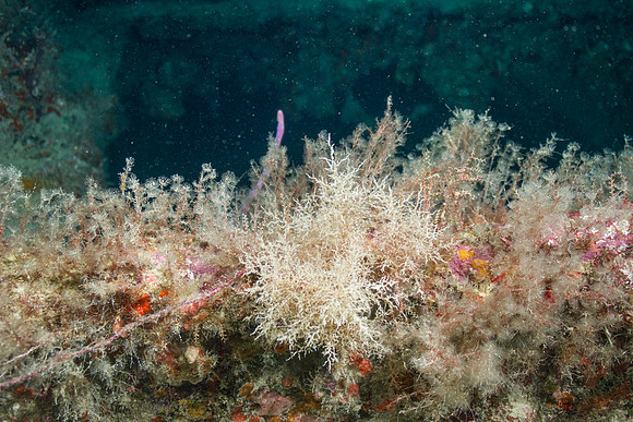 20140718_21_30_43__Oliver_Dive_20140718_OR_DA_IMG_6438