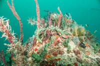 20140718_22_50_54__Oliver_Dive_20140718_OR_DA_IMG_6464