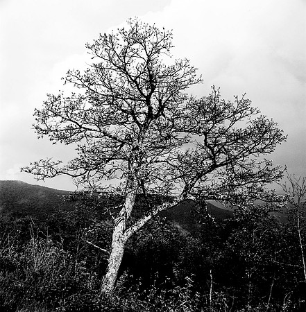 7785_FILM_BW_CAROLI_GA_04_1.jpg