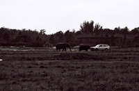47332_FILM_BW_LIONCOUNTY_USA_FL_03_18.JPG