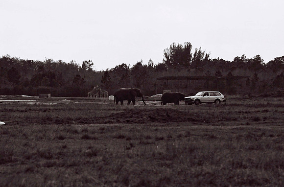 47332_FILM_BW_LIONCOUNTY_USA_FL_03_18.JPG