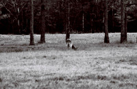 47332_FILM_BW_LIONCOUNTY_USA_FL_03_15.JPG