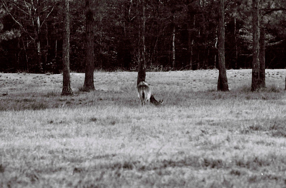47332_FILM_BW_LIONCOUNTY_USA_FL_03_15.JPG