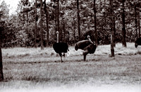47332_FILM_BW_LIONCOUNTY_USA_FL_03_3.JPG
