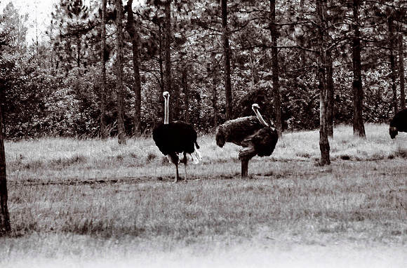 47332_FILM_BW_LIONCOUNTY_USA_FL_03_3.JPG