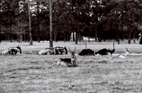 47332_FILM_BW_LIONCOUNTY_USA_FL_03_8.JPG