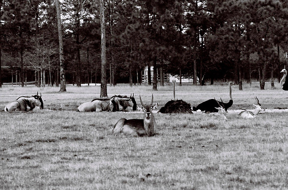 47332_FILM_BW_LIONCOUNTY_USA_FL_03_8.JPG