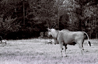 47332_FILM_BW_LIONCOUNTY_USA_FL_03_4.JPG