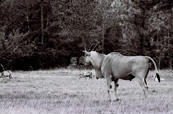47332_FILM_BW_LIONCOUNTY_USA_FL_03_4.JPG