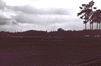 47332_FILM_BW_LIONCOUNTY_USA_FL_03_19.JPG