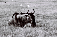 47332_FILM_BW_LIONCOUNTY_USA_FL_03_6.JPG
