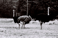 47332_FILM_BW_LIONCOUNTY_USA_FL_03_13.JPG