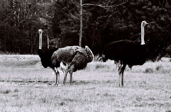 47332_FILM_BW_LIONCOUNTY_USA_FL_03_13.JPG
