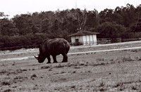 47332_FILM_BW_LIONCOUNTY_USA_FL_03_17.JPG