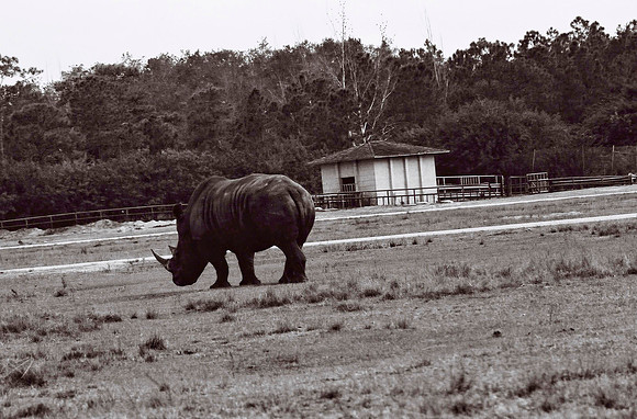 47332_FILM_BW_LIONCOUNTY_USA_FL_03_17.JPG