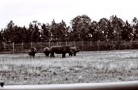 47332_FILM_BW_LIONCOUNTY_USA_FL_03_10.JPG