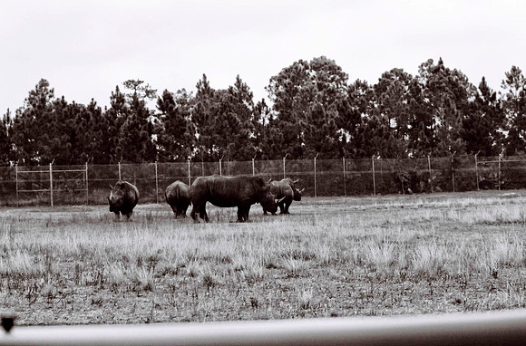 47332_FILM_BW_LIONCOUNTY_USA_FL_03_10.JPG