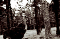 47332_FILM_BW_LIONCOUNTY_USA_FL_03_12.JPG