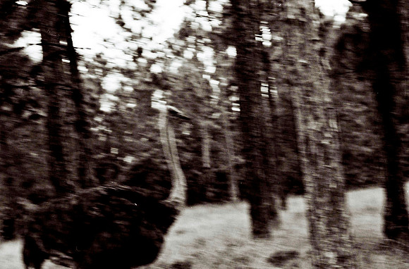 47332_FILM_BW_LIONCOUNTY_USA_FL_03_12.JPG