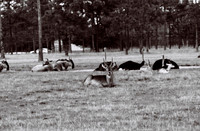 47332_FILM_BW_LIONCOUNTY_USA_FL_03_7.JPG