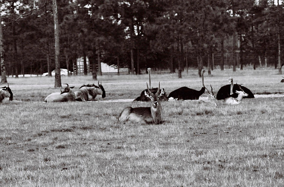47332_FILM_BW_LIONCOUNTY_USA_FL_03_7.JPG