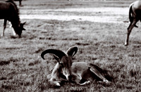 47332_FILM_BW_LIONCOUNTY_USA_FL_03_1.JPG